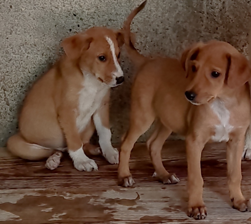 cachorros